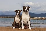 AMSTAFF  ADULT & PUPPIES 056